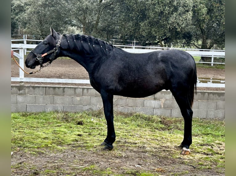 PRE Mestizo Semental 2 años 158 cm Tordo in Talavera De La Reina