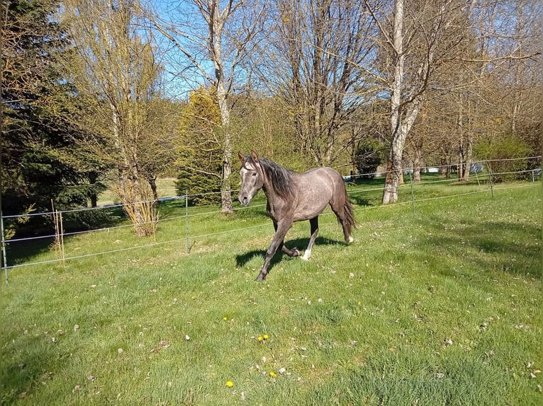 PRE Semental 2 años 158 cm Tordo in Langschlag