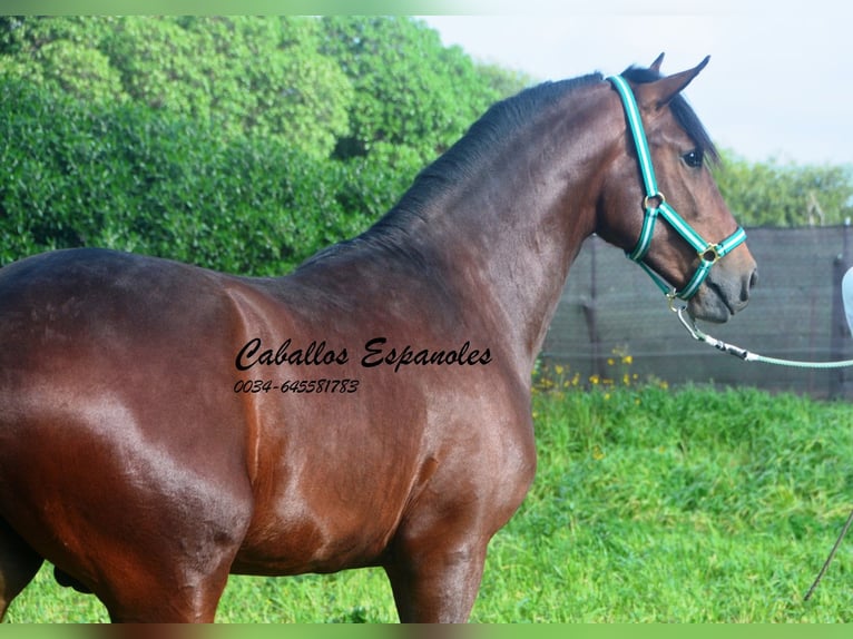 PRE Mestizo Semental 2 años 159 cm Castaño in vejer de la frontera