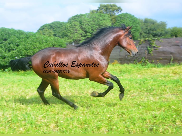 PRE Mestizo Semental 2 años 159 cm Castaño in vejer de la frontera