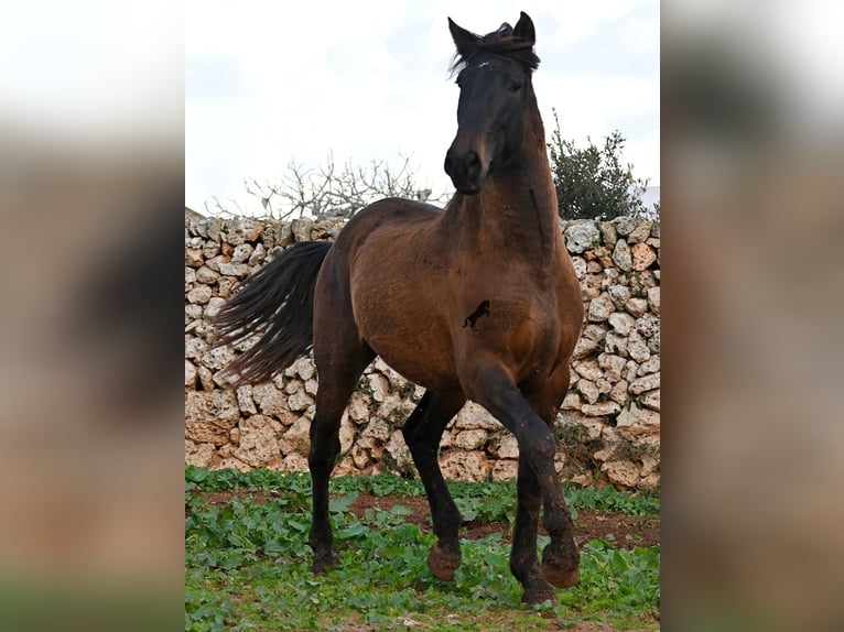 PRE Mestizo Semental 2 años 159 cm Castaño in Menorca