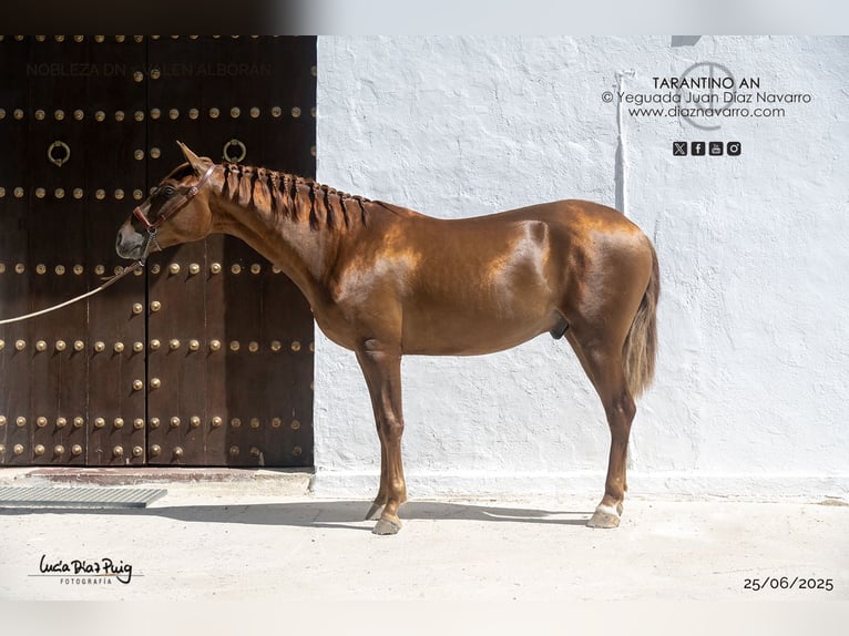 PRE Mestizo Semental 2 años 160 cm Alazán rojizo in Arjona