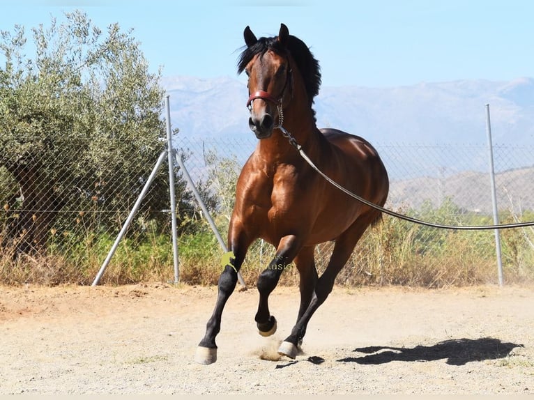 PRE Semental 2 años 160 cm Castaño in Provinz Malaga