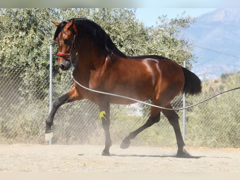 PRE Semental 2 años 160 cm Castaño in Provinz Malaga