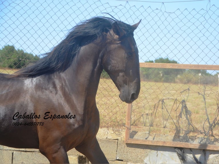 PRE Mestizo Semental 2 años 160 cm Negro in Vejer de la Frontera