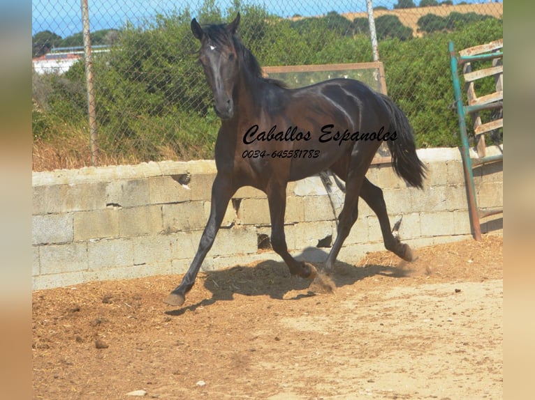 PRE Mestizo Semental 2 años 160 cm Negro in Vejer de la Frontera