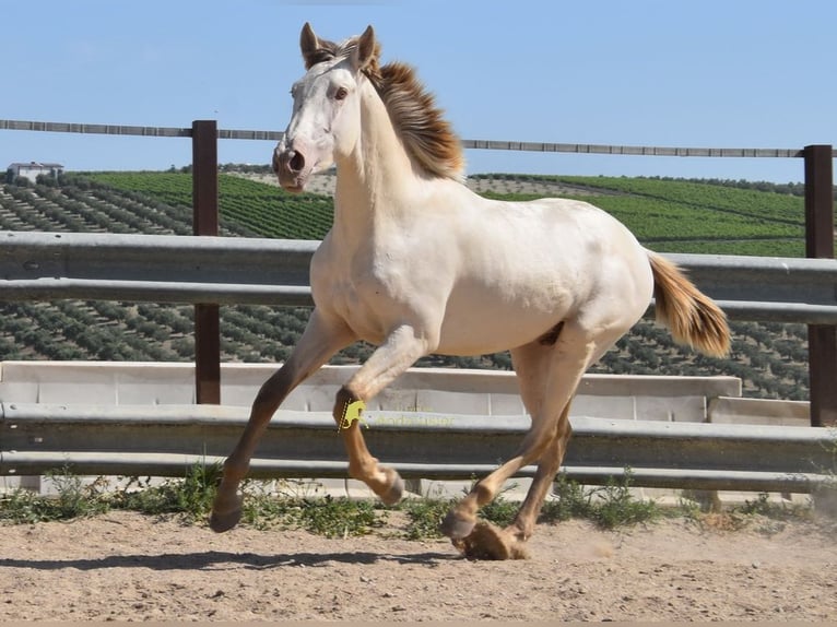 PRE Semental 2 años 160 cm Perla in Provinz Cordoba