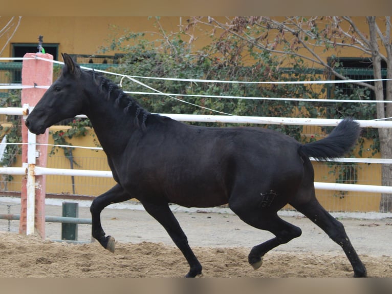PRE Semental 2 años 161 cm in Los Rosales