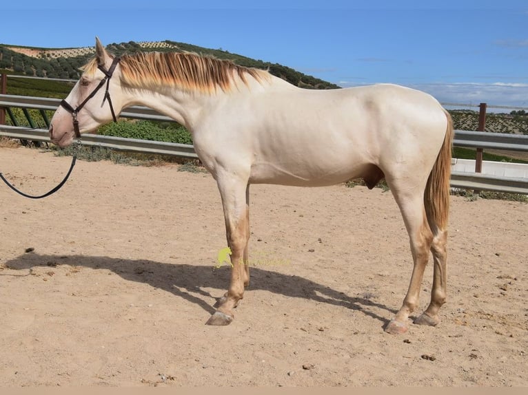 PRE Semental 2 años 161 cm Perla in Provinz Cordoba
