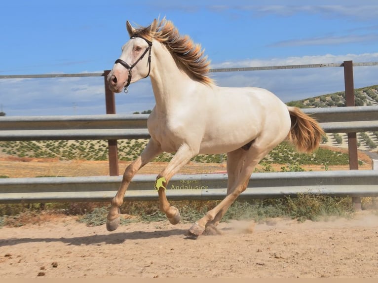 PRE Semental 2 años 161 cm Perla in Provinz Cordoba