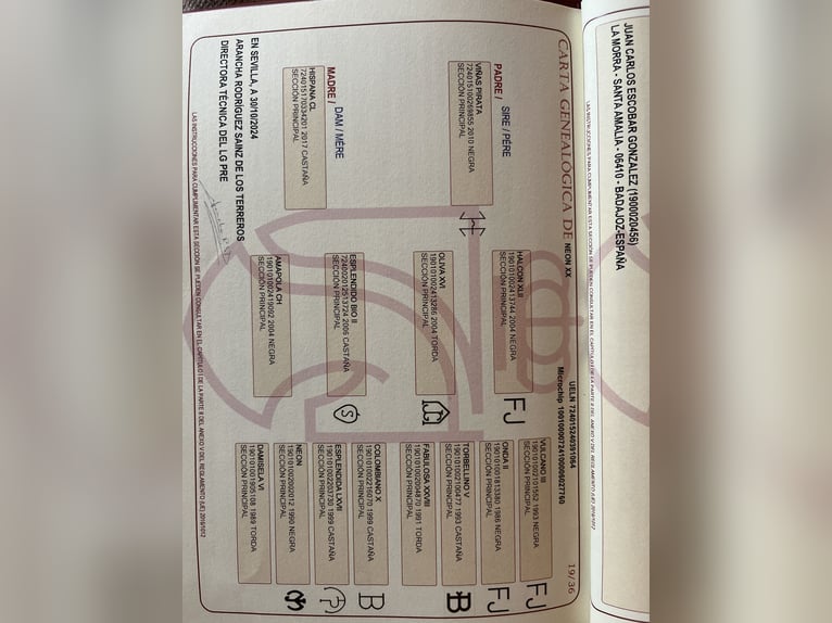 PRE Semental 2 años 162 cm  in Don benito