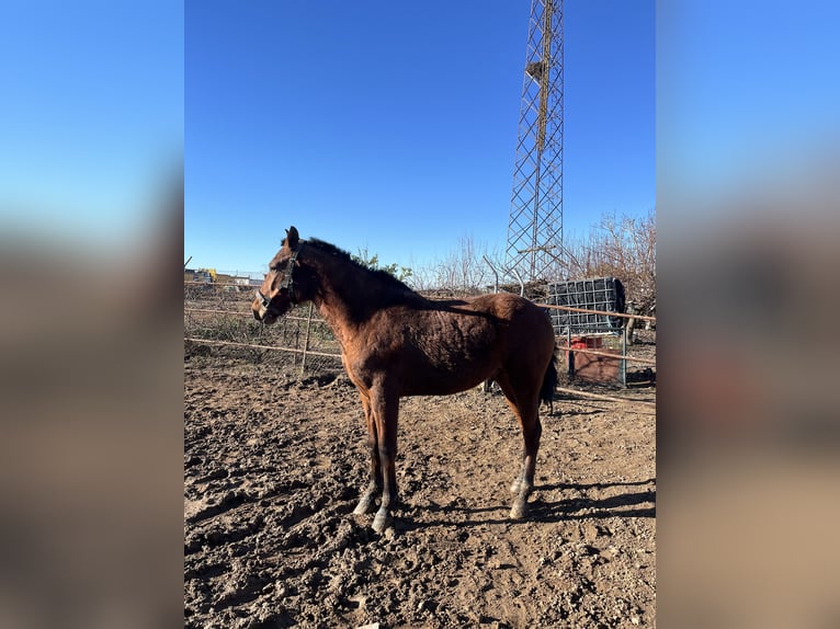 PRE Semental 2 años 162 cm  in Don benito