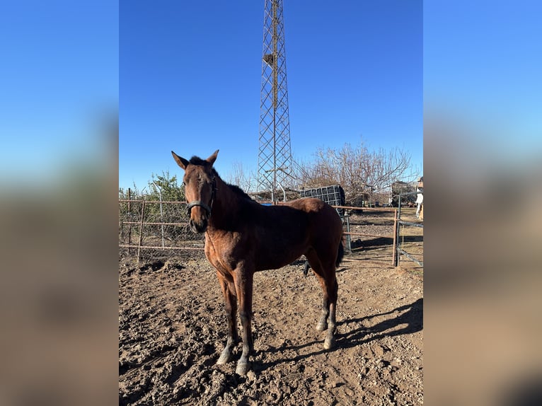 PRE Semental 2 años 162 cm  in Don benito