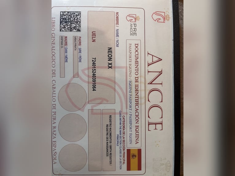 PRE Semental 2 años 162 cm  in Don benito