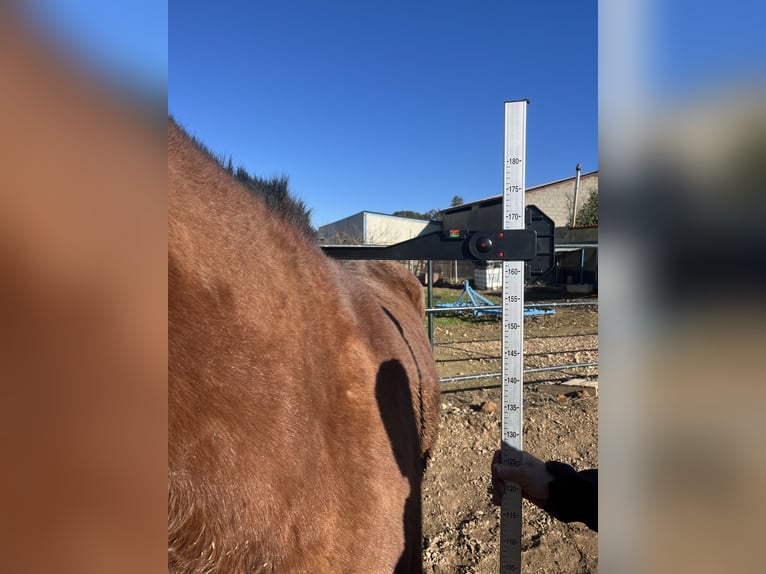 PRE Semental 2 años 162 cm  in Don benito