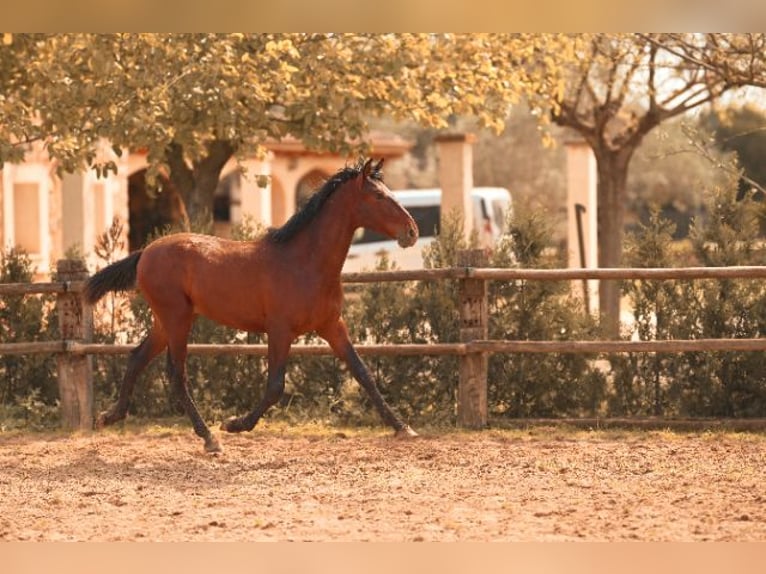PRE Semental 2 años 162 cm Castaño in Felanitx