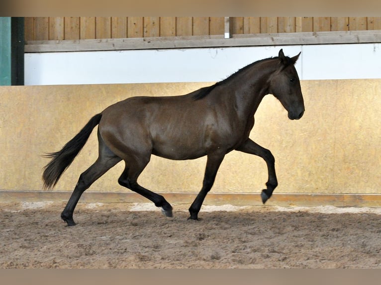 PRE Mestizo Semental 2 años 162 cm Castaño in Waldhölzbach