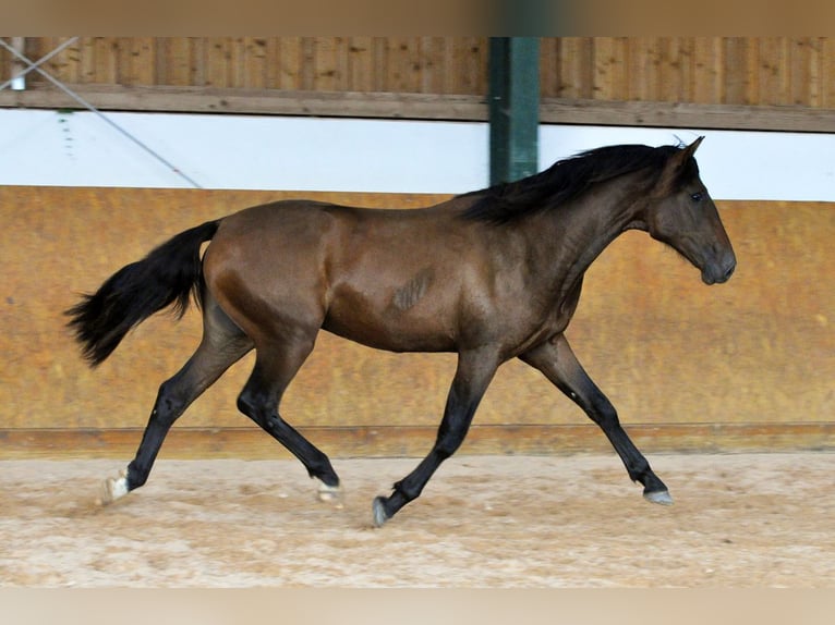 PRE Semental 2 años 162 cm Castaño in Waldhölzbach