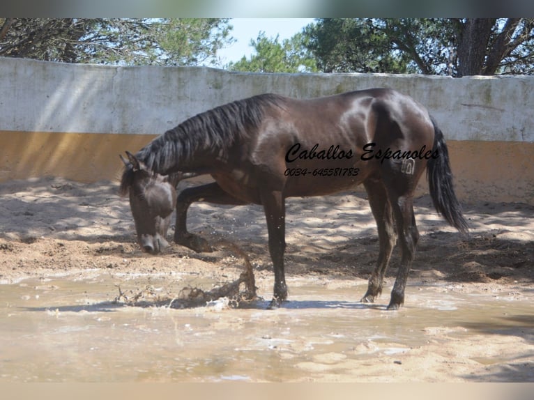 PRE Mestizo Semental 2 años 162 cm Negro in vejer de la frontera