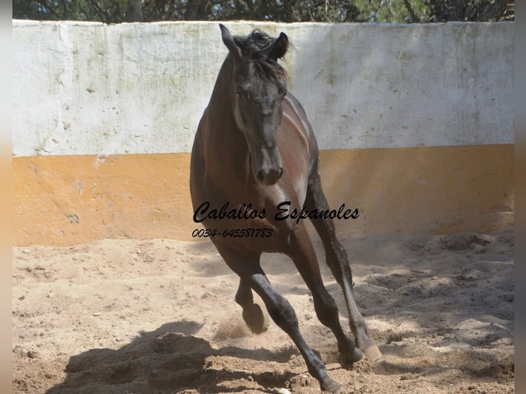 PRE Mestizo Semental 2 años 162 cm Negro in vejer de la frontera