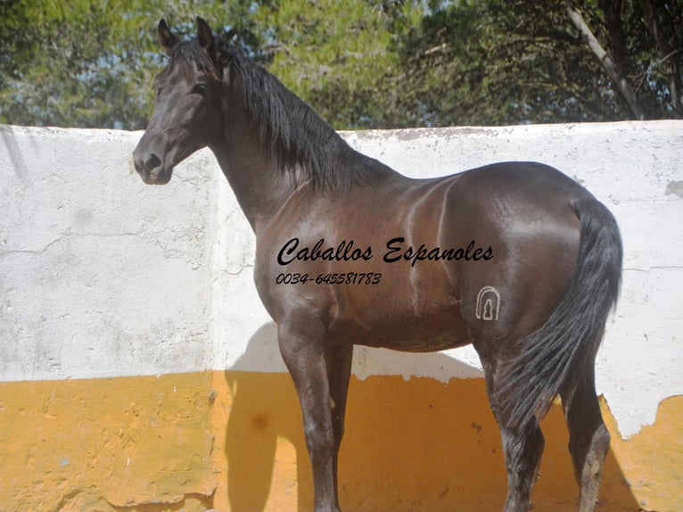 PRE Mestizo Semental 2 años 162 cm Negro in vejer de la frontera
