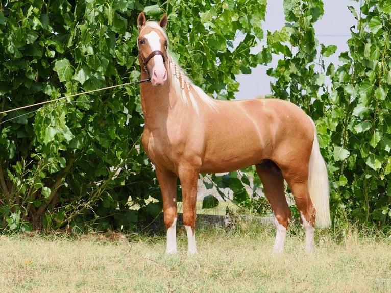 PRE Mestizo Semental 2 años 162 cm Palomino in Navas Del Madro&#xF1;o