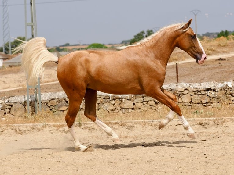 PRE Mestizo Semental 2 años 162 cm Palomino in Navas Del Madro&#xF1;o