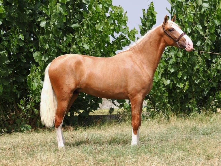 PRE Mestizo Semental 2 años 162 cm Palomino in Navas Del Madro&#xF1;o