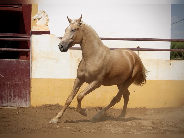 PRE Mestizo Semental 2 años 162 cm Palomino in Valencia
