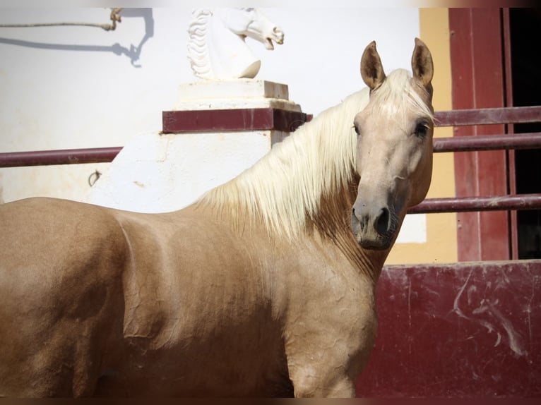 PRE Mestizo Semental 2 años 162 cm Palomino in Valencia