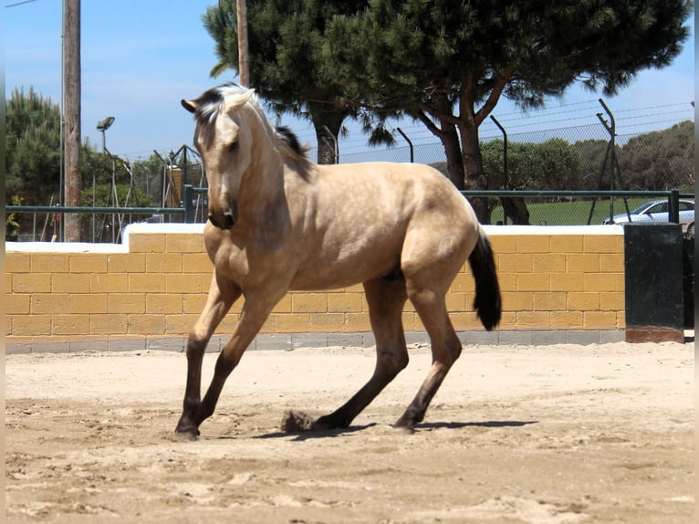PRE Mestizo Semental 2 años 163 cm Bayo in Oststeinbek