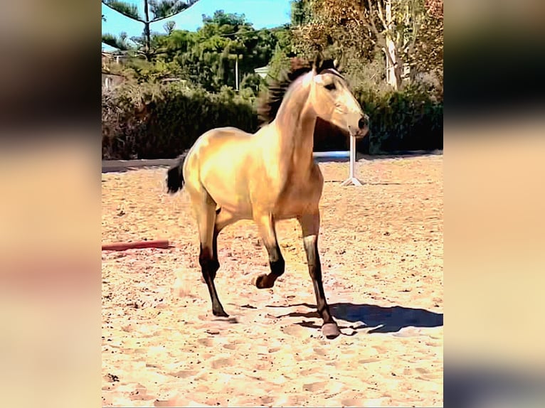 PRE Mestizo Semental 2 años 163 cm Buckskin/Bayo in Martfeld