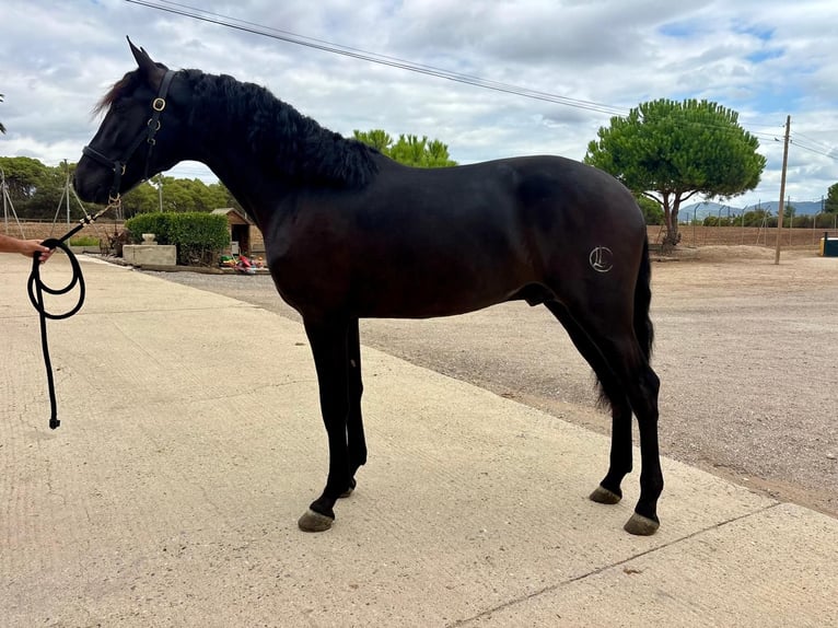 PRE Mestizo Semental 2 años 163 cm Negro in Oststeinbek