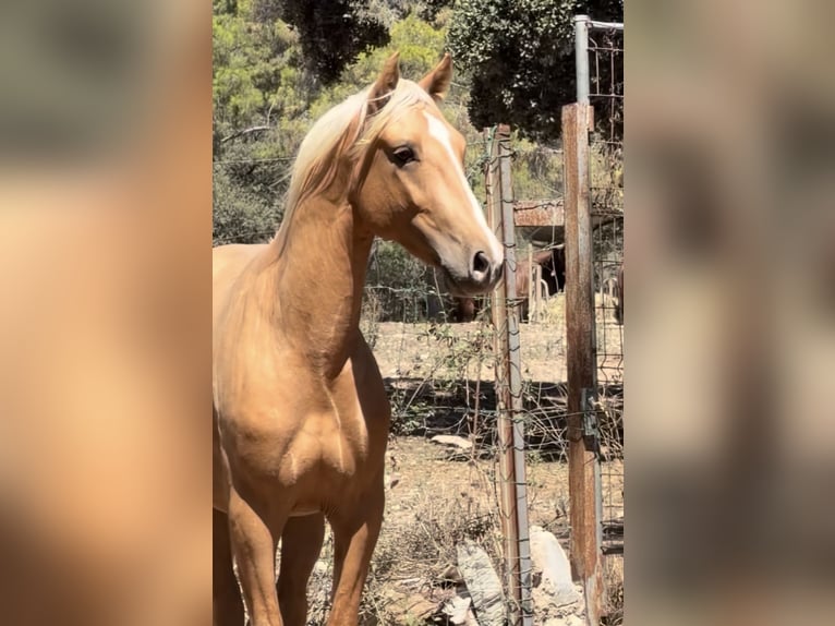 PRE Mestizo Semental 2 años 163 cm Palomino in El Catllar