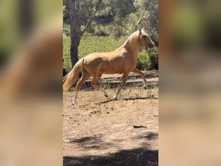 PRE Mestizo Semental 2 años 163 cm Palomino in El Catllar