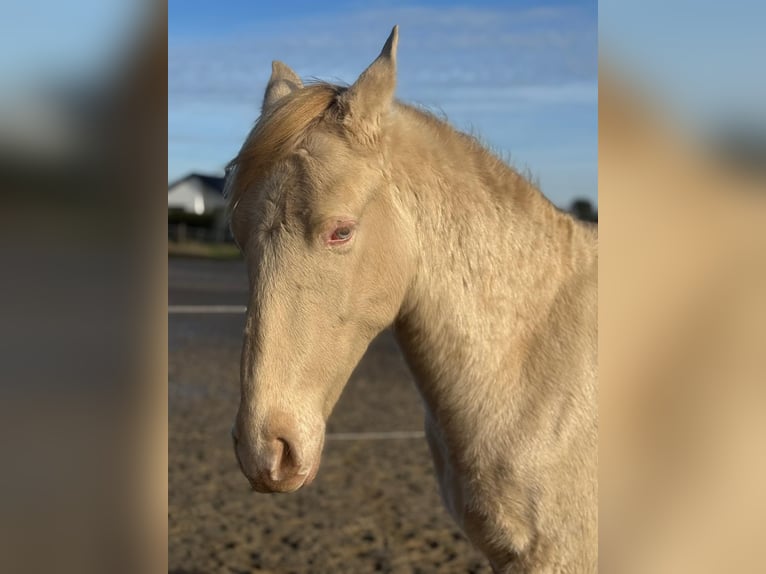 PRE Mestizo Semental 2 años 163 cm Perlino in Kürten