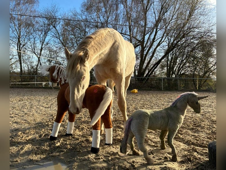 PRE Mestizo Semental 2 años 163 cm Perlino in Kürten