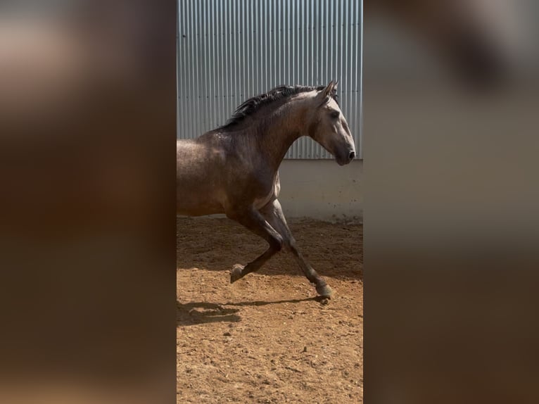 PRE Semental 2 años 163 cm Tordo in Zeneta (Murcia)