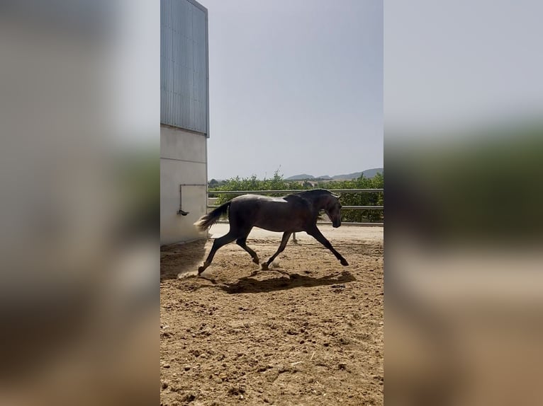 PRE Semental 2 años 163 cm Tordo in Zeneta (Murcia)