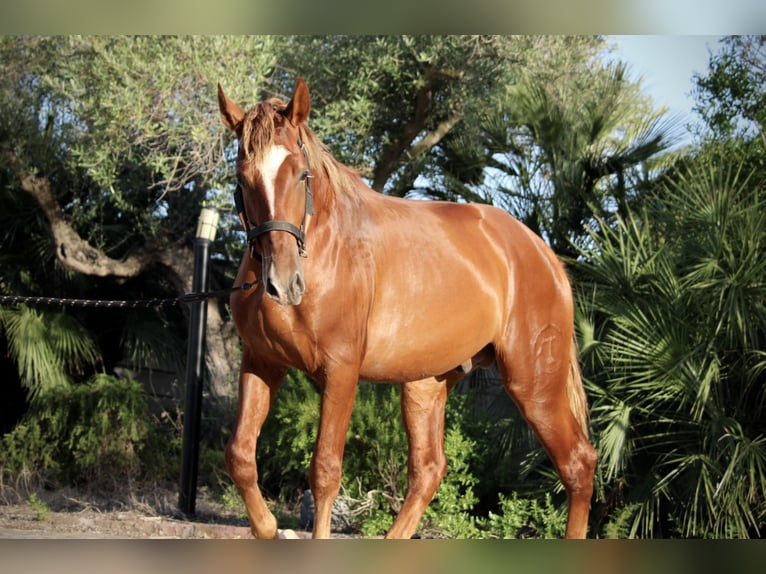 PRE Mestizo Semental 2 años 165 cm Alazán in Valencia