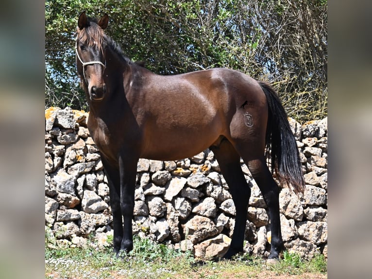 PRE Mestizo Semental 2 años 165 cm in Menorca
