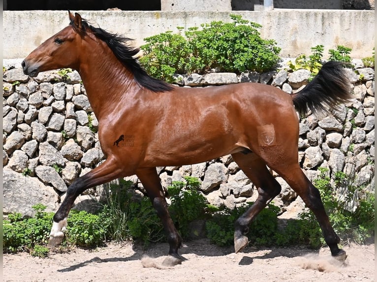PRE Mestizo Semental 2 años 165 cm Castaño in Mallorca