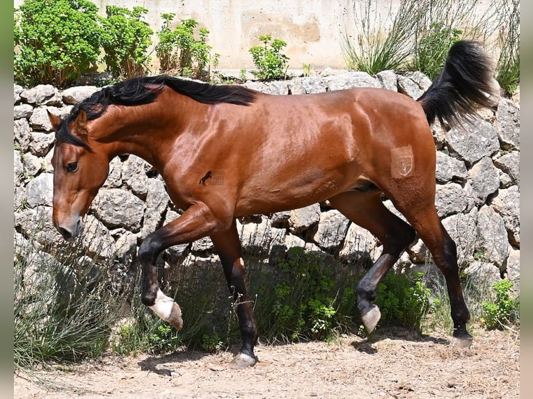 PRE Mestizo Semental 2 años 165 cm Castaño in Mallorca