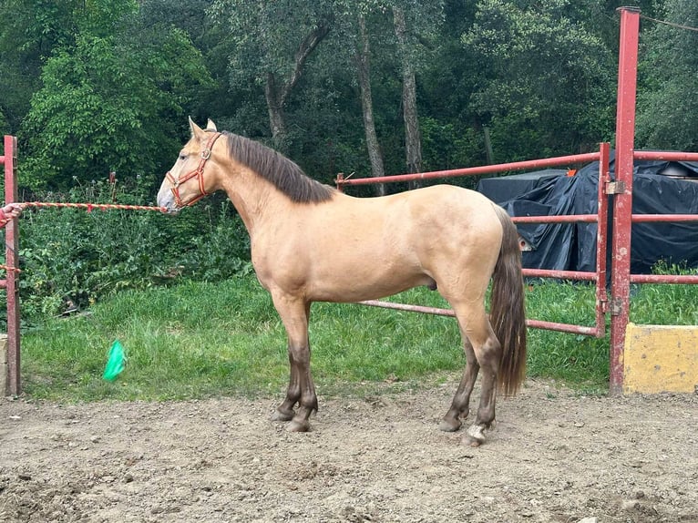 PRE Semental 2 años 165 cm Champán in Galaroza (Huelva)