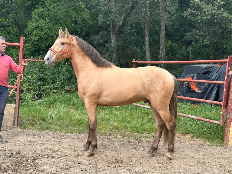 PRE Semental 2 años 165 cm Champán in Galaroza (Huelva)