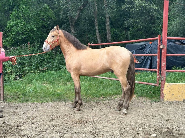 PRE Semental 2 años 165 cm Champán in Galaroza (Huelva)
