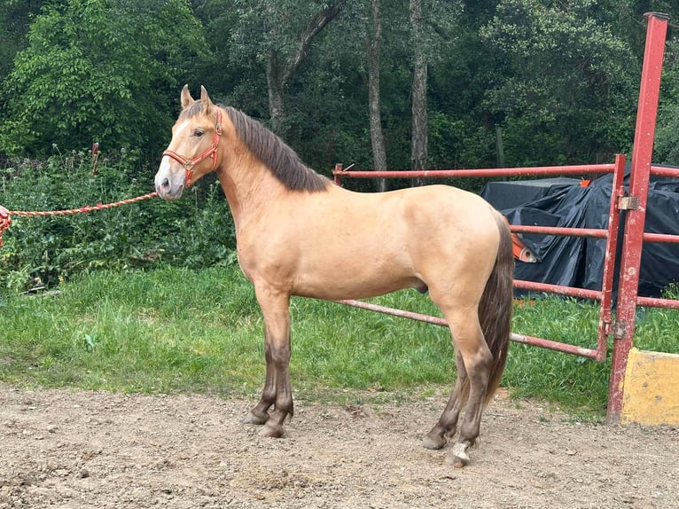 PRE Semental 2 años 165 cm Champán in Galaroza (Huelva)