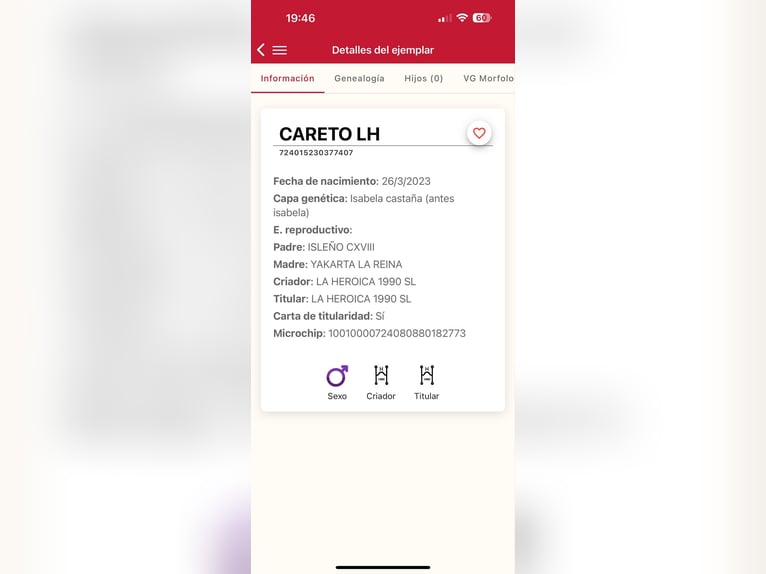 PRE Semental 2 años 165 cm Champán in Galaroza (Huelva)