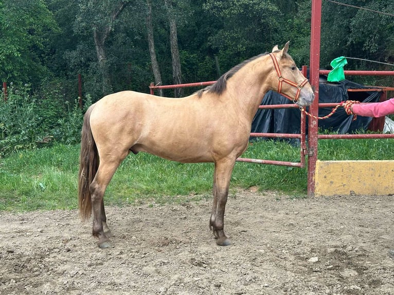 PRE Semental 2 años 165 cm Champán in Galaroza (Huelva)