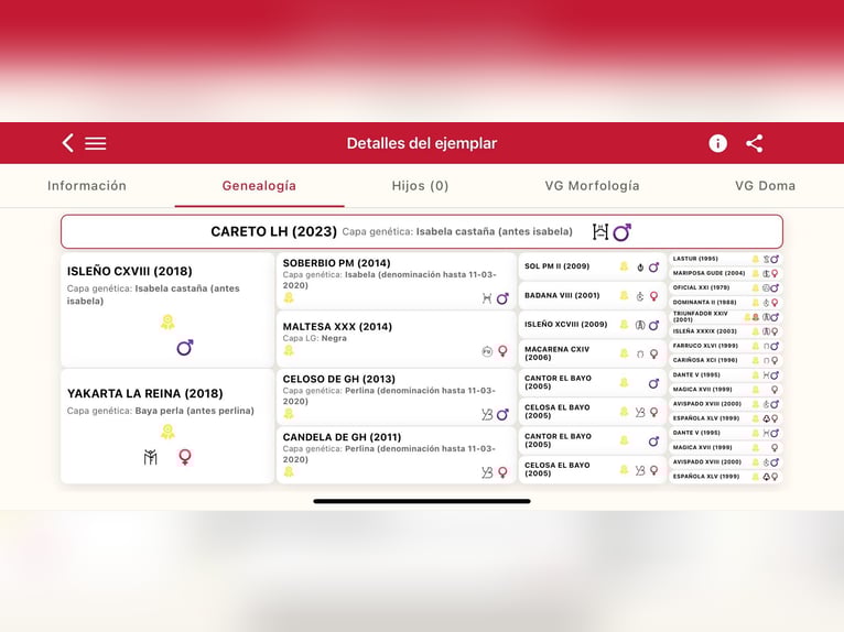 PRE Semental 2 años 165 cm Champán in Galaroza (Huelva)